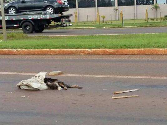 ONG investiga animais jogados vivos em BR e pede ajuda da Pol&iacute;cia Militar