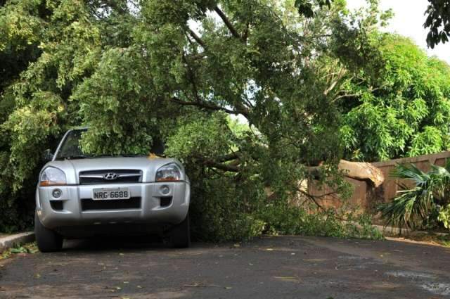Por &ldquo;quest&atilde;o de minutos&rdquo;, encanador salva carro de queda de &aacute;rvore