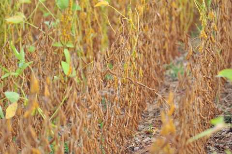 Colheita de soja continua atrasada e chega a 84,3% das lavouras de MS
