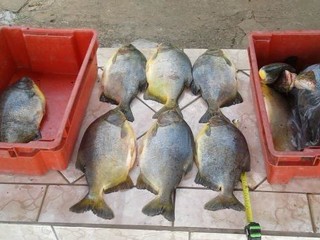 Peixes estavam fora da medida permitida por lei. (Foto: Divulgação) 