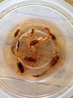 Os sete escorpiões foram encontrados somente neste mês.(Foto: Direto das ruas)