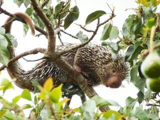 Em árvore frutífera porco-espinho se exibe. (Foto: Simone Alves)