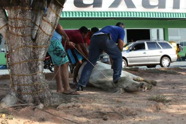  Vaca invade locadora de ex-vice-governador e quebra vidra&ccedil;as em Coxim