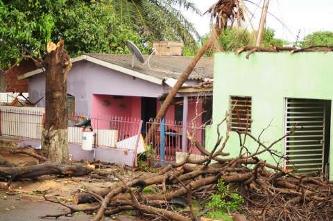 Ventos derrubaram árvores em todo canto, pelo menos 3 sobre casas