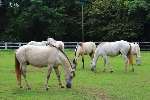 Estudo feito em cavalos pantaneiros mostra que AIE afeta desempenho f&iacute;sico