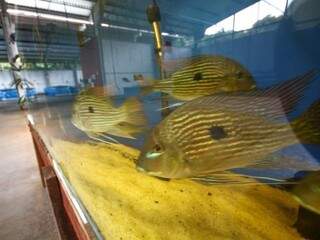 Peixes que sobreviveram em tanques hoje mantidos pela PMA (Polícia Militar Ambiental) (Foto: Saul Schramm/Arquivo)
