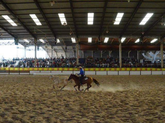 MS j&aacute; responde pelo 4&ordm; maior plantel de cavalos de Quarto de Milha do Pa&iacute;s