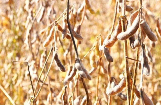 Chuvas geraram 20% de perdas em lavouras, estimam sindicatos de MS