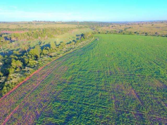 Fazendeiro &eacute; multado em R$ 38,5 mil por desmatar 6,7 hectares ilegalmente