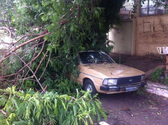 &Aacute;rvore cai e danifica dois carros no Amamba&iacute;
