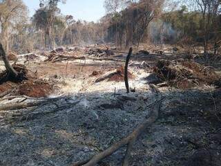 Área incendiada no Pantanal em 2019, dobrou em relação ao ano passado (Foto: Divulgação/PMA)