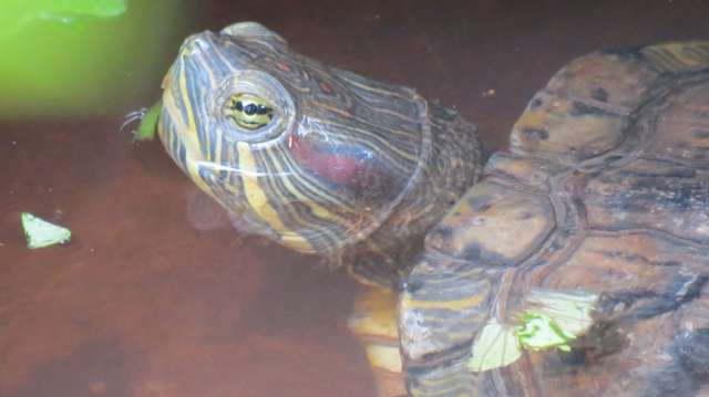 Depois de tr&ecirc;s meses perdida pelo bairro, tartaruga Roque volta para casa