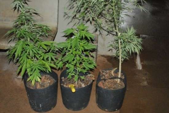 Jovem de 26 anos &eacute; preso por cultivar tr&ecirc;s p&eacute;s de maconha em casa