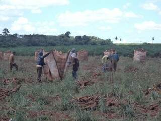 Trabalhadores atuavam na colheita de mandioca. (Foto: Divulgação)