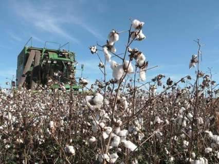 Governo altera data do vazio sanitário e plantio do algodão em MS