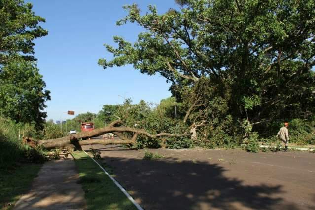 Rajadas de vento de at&eacute; 46 km/h derrubam 4 &aacute;rvores na Capital