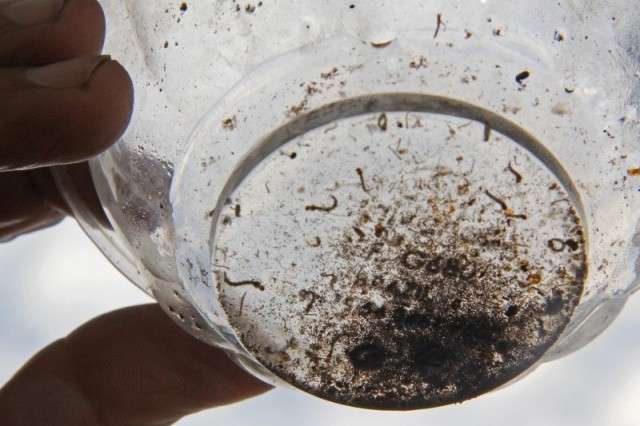 MS registra 4,8 mil novos casos suspeitos de dengue em sete dias