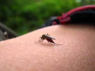 Aedes aegypti, mosquito transmissor da dengue. (Foto: Arquivo)