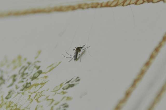 Kits atrasam e 32 pacientes aguardam exames da chikungunya em MS