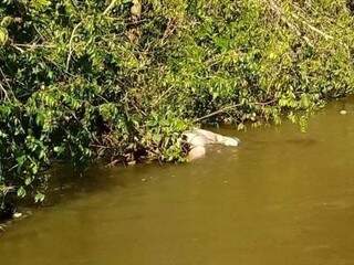 Corpo da vítima enroscado nos galhos do leito do rio. (Foto: Divulgação/Corpo de Bombeiros)