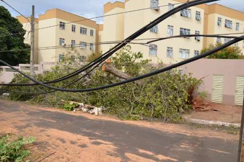 Moradores do Eudes Costa ficam sem luz depois de temporal que derrubou árvore