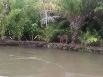 Vídeo: grupo alimenta onça na beira do Rio Aquidauana, no Pantanal