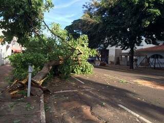 Árvore caiu na rua Dom Aquino. (Foto: Diego Franco)