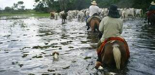Desastre do Taquari afetou meio ambiente e a economia: área inundada era ocupada por 500 mil bovinos e mais de 500 famílias de pequenos produtores