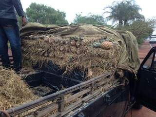 Os cigarros foram encontrados embaixo da carga de abacaxi. (Foto: divulgação) 