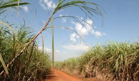 Embrapa orienta produtores a evitar cultivo da cana-de-a&ccedil;&uacute;car no inverno