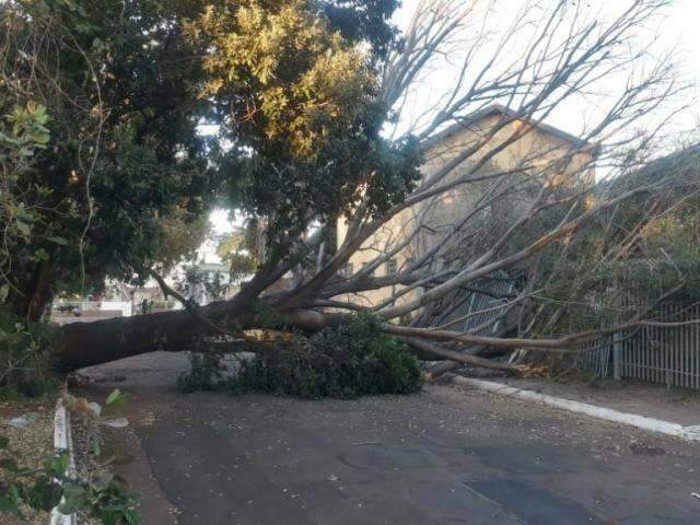 Ap&oacute;s queda de &aacute;rvore moradores ficam sem luz e com rua bloqueada 