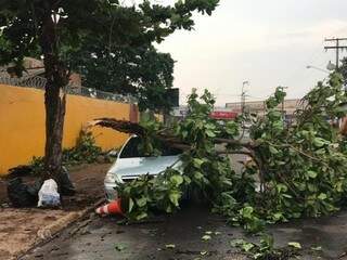 Galho de árvore caído em veículo após chuva vir acompanhada de ventos de 50km/h, na Capital (Foto: Liniker Ribeiro) 