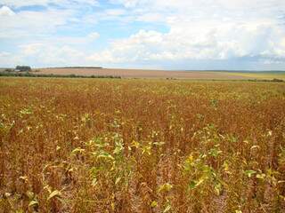 Safra de soja pode ter perda de 2,2 milhões de sacas na região. (Foto: Divulgação)
