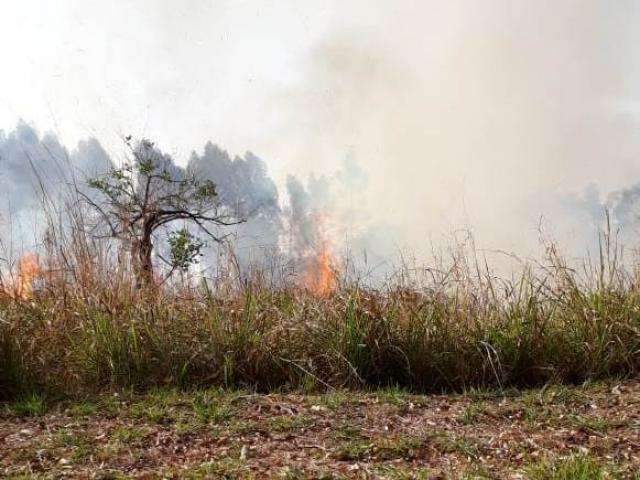 Bombeiros levam 4 horas para controlar inc&ecirc;ndio na margem de rodovia