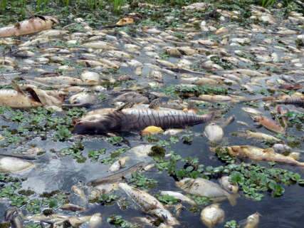  Relatório confirma decoada como causa de morte de peixes no Rio Negro