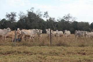 Jaraguari é um dos municípios que produzem carcaça bovina mais pesada. (Foto: Renata Volpe)