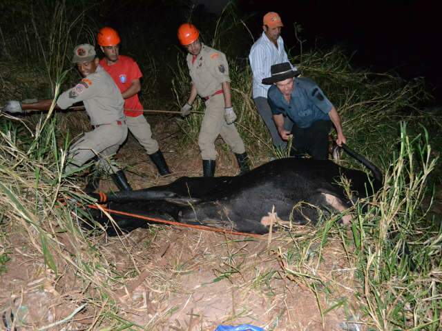  Vaca cai no rio Anhandu&iacute;, &eacute; resgatada e sacrificada