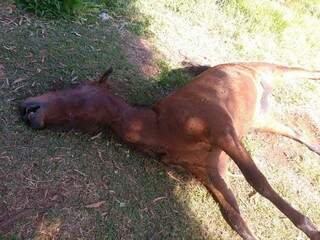 Cavalo morto na beira de um córrego na Av Praia Grande , bairro Buriti (Foto: Direto das ruas) 