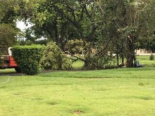 Raio atingiu árvore no cemitério Parque das Primaveras, por volta das 12h (Foto: Fernanda Palheta)