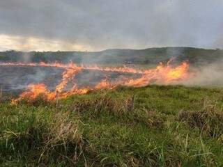 Vegetação pegando fogo em MS (Foto: divulgação)