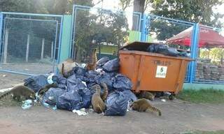 Quatis se alimentando de lixo na região do Parque dos Poderes. ( Foto: Direto das ruas) 