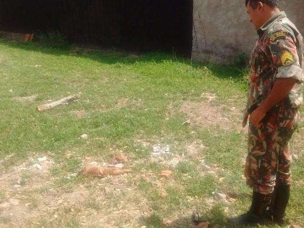 Homem &eacute; preso e multado por matar e esquartejar cachorro