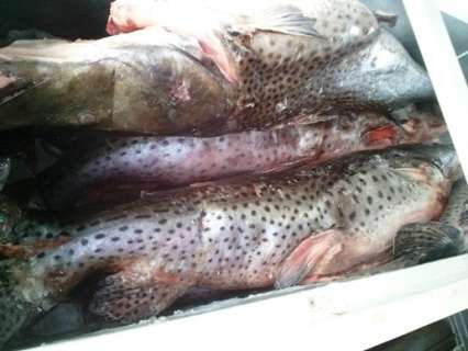 PMA apreende 239 kg de pescado e autua 7 no primeiro mês de piracema