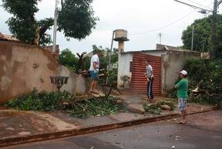 Morador na Rua Espírito Santo, retirou  por conta própria a árvore derrubada pelo vendaval (Foto:Flavio Paes)