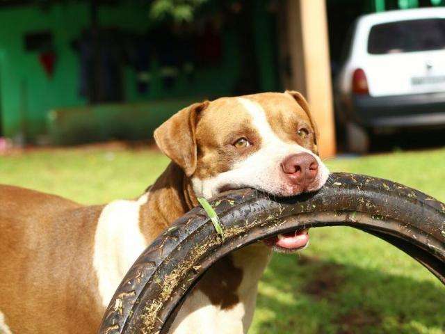 Pit bull Bolt transforma vida de fam&iacute;lia ap&oacute;s invadir casa e matar Fiuk