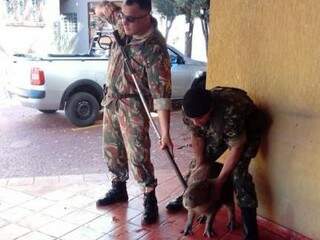 Militares seguram capivara logo após animal ser capturado. (Foto: PMA) 