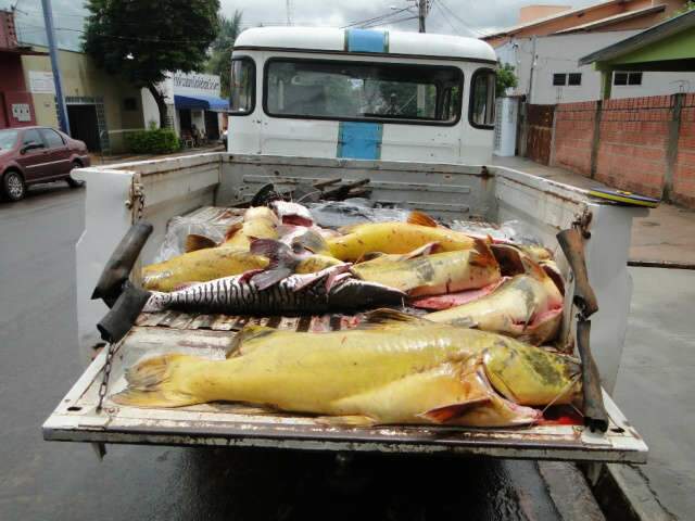  Opera&ccedil;&atilde;o Carnaval da PMA apreende 441 quilos de pescado em MS