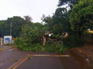 Árvore de aproximadamente seis metros caída em rua da Vila Cidade Morena (Foto: Maressa Mendonça)