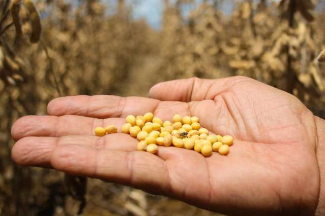 Com lavouras alagadas e sem estrada, produtores come&ccedil;am a colher soja