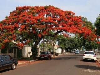 De longe, já dá pra se impressionar com a beleza da árvore, na Rua do Rosário.(Foto:Fernando Antunes)